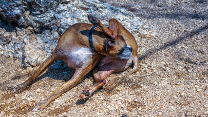Dog lays on rocks and cleans fur - obrazy, fototapety, plakaty