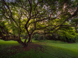 Fototapeta na wymiar Backlit Jacaranda Trees in Afternoon Light