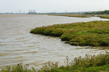 river in the field