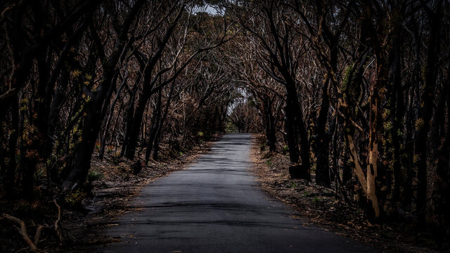 New Life - Bushfire Regeneration Australia