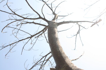 In the spring, Many trees started to change colors.