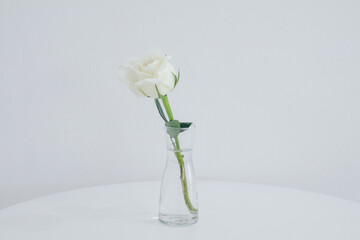 White rose in vase on a white table. Copy space for text. Light minimal interior, decoration of living room, copy space