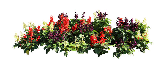 Fototapeta premium Flower bush tree isolated tropical plant with clipping path.