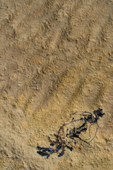 Algae on a dried river bottom vertical texture or background for mobile devices