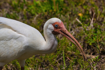 Ibis birds in Indialantic Florida