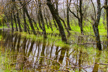 Obraz premium Forest in water, trees in water