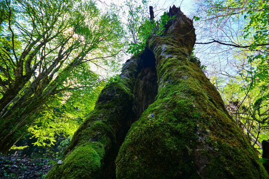 19 Best 朽ちた木 Images Stock Photos Vectors Adobe Stock