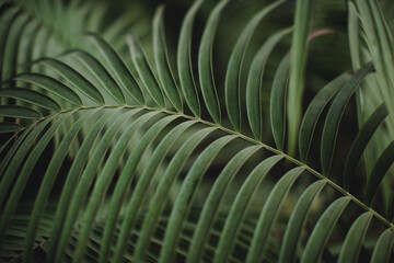 Green palm leaf pattern texture abstract dark background. tropical summer design concept