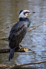 The great cormorant, Phalacrocorax carbo sitting on a branch