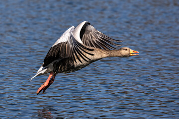 The flying greylag goose, Anser anser is a species of large goose © rudiernst