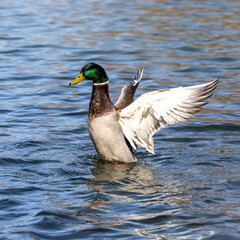 Wild duck or mallard, Anas platyrhynchos swimming in a lake in Munich, Germany