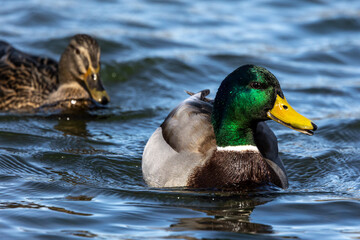 Wild duck or mallard, Anas platyrhynchos swimming in a lake in Munich, Germany