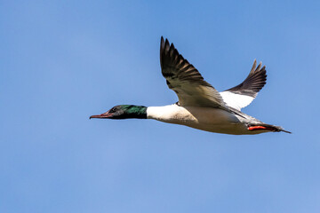 Naklejka premium Common Merganser, Goosander, Mergus merganser, flying over a lake in Munich, Germany