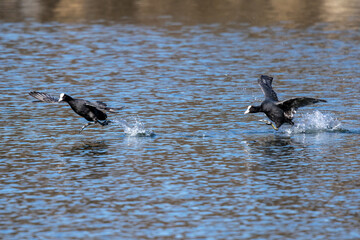 The Eurasian coot, Fulica atra swimming on the Kleinhesseloher Lake at Munich, Germany