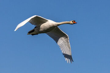 Mute swan, Cygnus olor flying over a lake in the English Garden in Munich, Germany