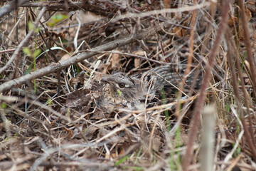Ruffled Grouse sitting on Ground Nest