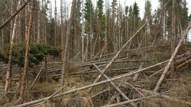 Bark beetle calamity drone pest Ips typographus wood aerial dead spruce tree infested and attacked by the European spruce view flying fly flight show, cutting deforestation caterpillar dead