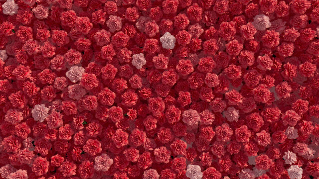 Beautiful Flowers arranged to create a Vibrant wall. Pink, Colorful Background formed from Romantic Carnations. 3D Render