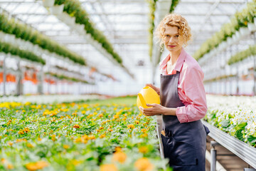 Beautiful blond woman wearing apron working in greenhouse with yellow watering can near marigold seeding in pots.