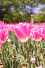 チューリップ 春 ピンク 落ち着いた 公園 風景 美しい 綺麗 花びら かわいい 