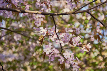 Delicate pink cherry blossoms on a blurry background.