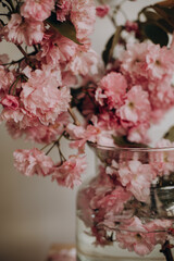 natural sakura branches in a transparent vase. pink branches in a transparent vase on a white background. blossoming branches of pink sakura close-up