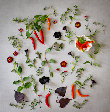 Zutaten aus dem Garten, Chili, Bl&uuml;ten, Kr&auml;uter als Flatlay 