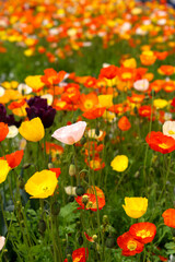 Beautiful field of colorful flowers like tulips and poppies (papaver rhoeas) at City of Zurich. Photo taken May 11th, 2021, Zurich, Switzerland.