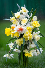 Obraz premium A bouquet of yellow and white narcissus flowers in a transparent vase, in the rain with water drops located on the grass, on a green natural background.