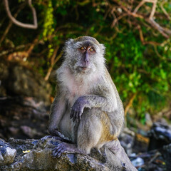 Portrait of a monkey with expressive eyes. Tropics, Thailand.