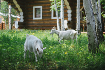 Two white goats graze in a meadow in the village near wooden house