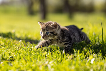 Beautiful, amazing, gorgeous and cute kitten on fresh green grass on a sunny afternoon. So small, vulnerable, adorable and sweet. Just a few weeks old. A little baby beast. 