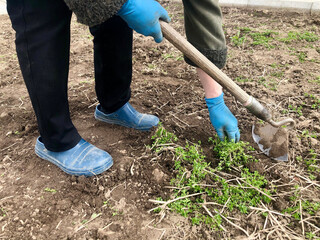 Loosening and weeding of beds. Work in the garden. Hand in a glove with a hoe. Weeds in the garden...
