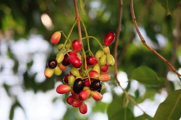 A bunch of organic blood red and black Java plum fruits (Syzygium cumini) on its tree. Will have antioxidant activity Against carcinogenic activity
