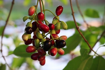 A bunch of organic blood red and black Java plum fruits (Syzygium cumini) on its tree. Will have antioxidant activity Against carcinogenic activity