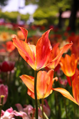 Obraz na płótnie Canvas チューリップ 春 オレンジ 赤い グリーン 花びら フラワー ガーデン 美しい 綺麗 かわいい 