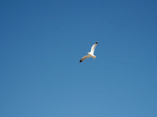 Greece Crete Island seagull in the sly