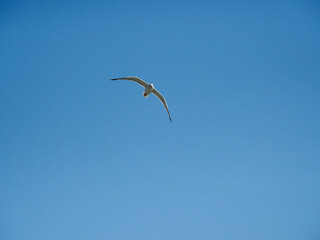 Greece Crete Island seagull in the sly