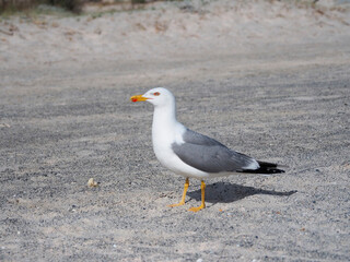 Greece Crete Island Elafonissi Beach seagull on the beach