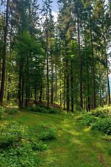 Fototapeta na wymiar mixed forest on the sunny summer day. grassy ground in dappled light. freshness of the carpathian woods