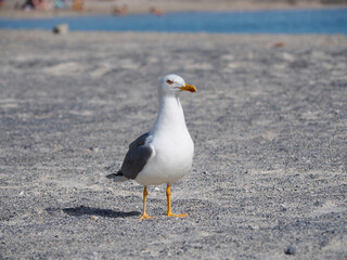 Greece Crete Island Elafonissi Beach seagull on the beach