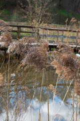 Dry ears of sedge near the river in the city park. Spring landscape.