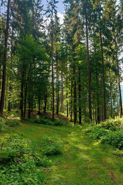 mixed forest on the sunny summer day. grassy ground in dappled light. freshness of the carpathian woods