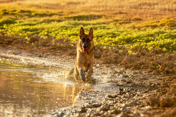 dog jumping in a muddy lake