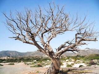 Fototapeta na wymiar Greece Crete Island Elafonissi Beach tree