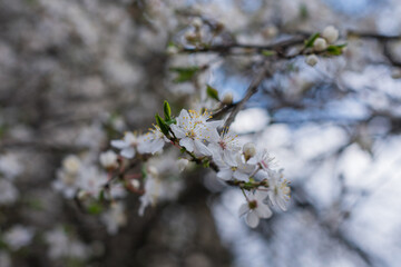 Obraz premium Close-up photo of the many white flowers blossomed on a tree branch against other branches and blue sky in defocus