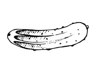 hand drawn vector illustration of a cucumber
