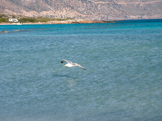 Greece Crete Island seagull on the beach