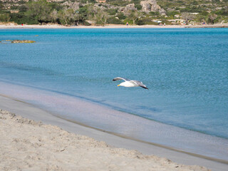 Fototapeta na wymiar Greece Crete Island seagull on the beach