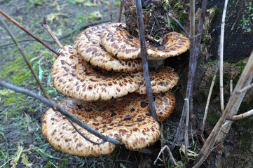 A family of woody mushroom on an old tree stump